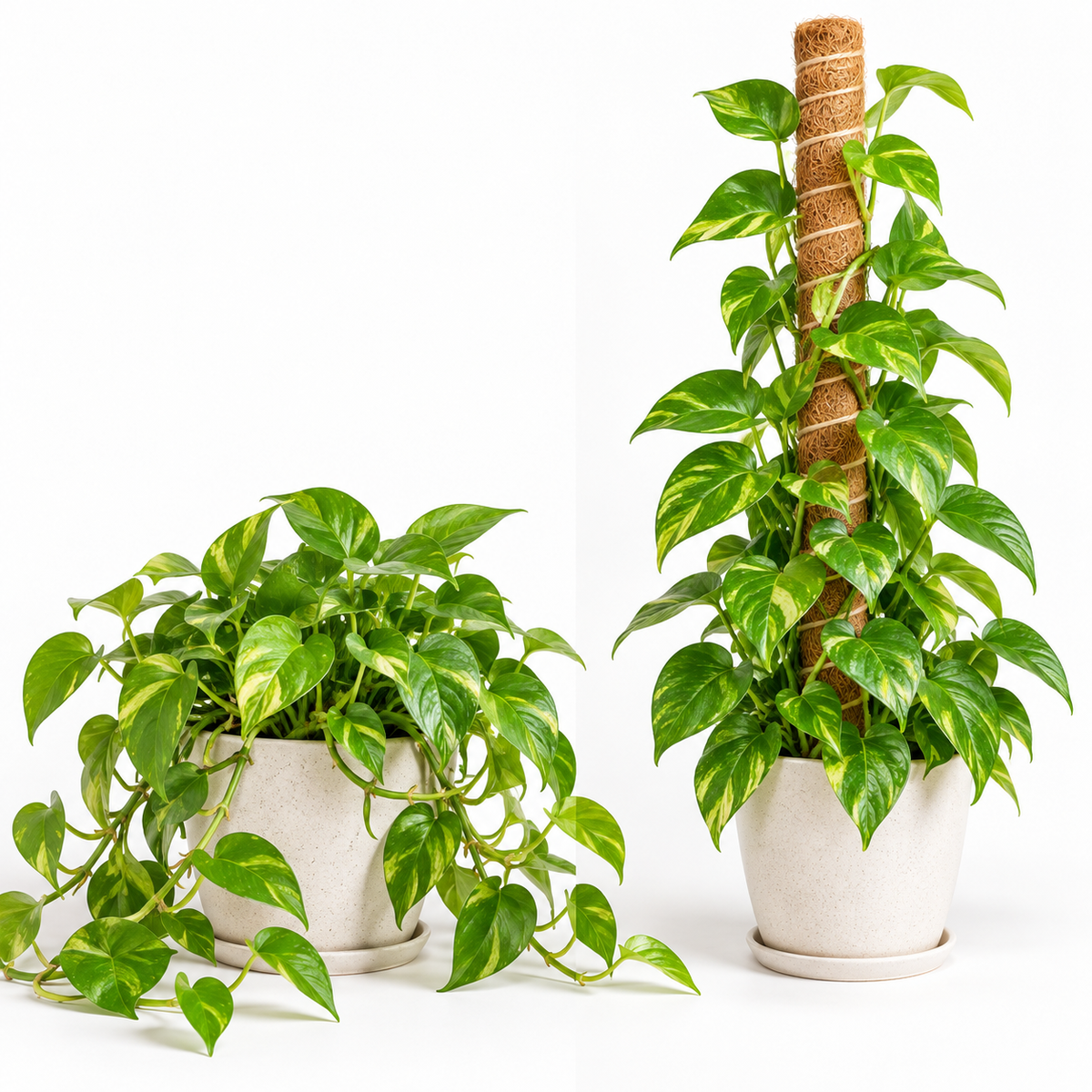 Bendable Coir Moss Pole, Set of 2 – 16 and 24 Inch Plant Supports for Monstera, Pothos and Philodendron