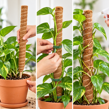 Bendable Coir Moss Pole, Set of 2 – 16 and 24 Inch Plant Supports for Monstera, Pothos and Philodendron